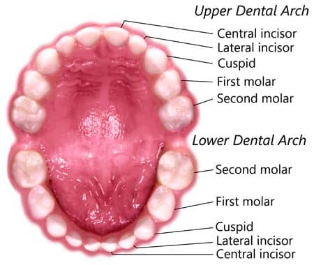 baby temporary teeth